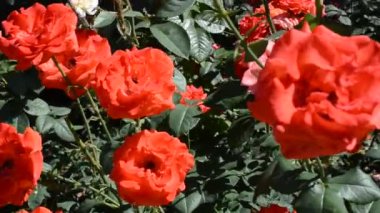 Bir çalılıkta çok fazla gül var. Güllerden güzel bir arkaplan.