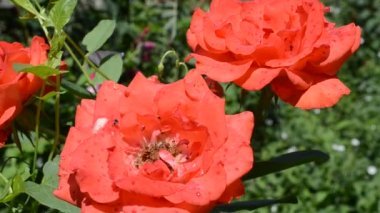 Güller, şeflikle ateş etmek. Kırmızı güller, güzel manzara..