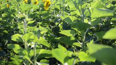 Ayçiçekleri tarlasında çekim yapmak. Bir tarım tarlasında ayçiçekleri