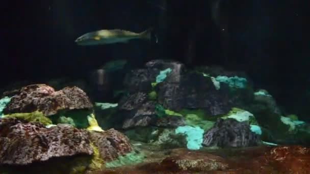 水下世界 它在美国奥兰多被移除 海洋世界公园 美国奥兰多海洋世界是海洋公园 包括哺乳动物公园 海洋公园 海洋动物公园和游乐园 — 图库视频影像