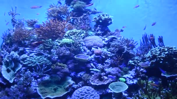 Ψάρια Ανάμεσα Στα Κοράλλια Αφαιρείται Στο Ορλάντο Των Ηπα Πάρκο — Αρχείο Βίντεο