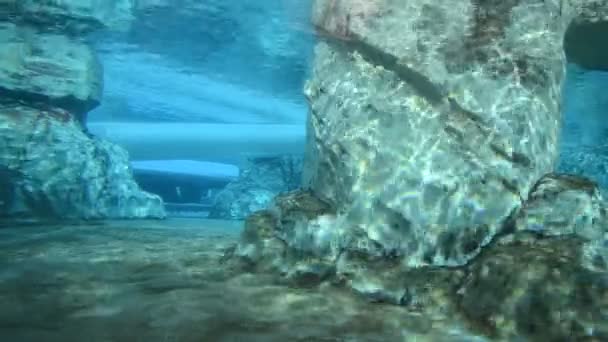 Verplaatsing Van Walvissen Onder Water Het Leven Van Walvissen Onder — Stockvideo