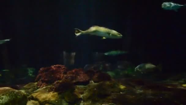 水下世界 它在美国奥兰多被移除 海洋世界公园 美国奥兰多海洋世界是海洋公园 包括哺乳动物公园 海洋公园 海洋动物公园和游乐园 — 图库视频影像