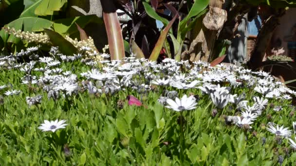 Flores Tiro Verano — Vídeos de Stock