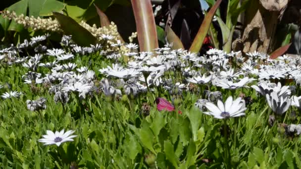 Bloemen Schieten Zomer — Stockvideo