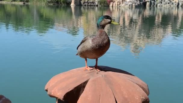 Pato Uma Cerca Contra Lago — Vídeo de Stock