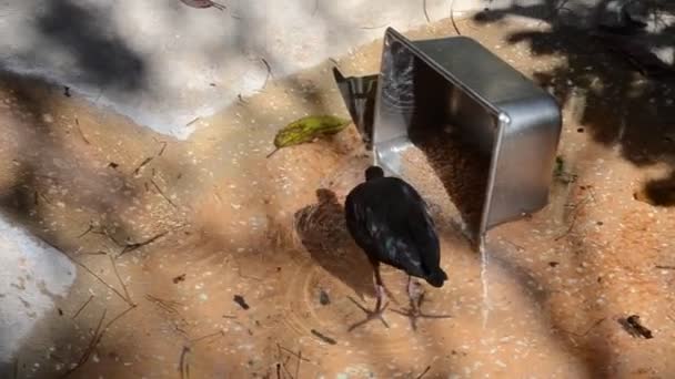 Hayvanat Bahçesindeki Kuşlar — Stok video