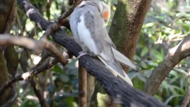 Perroquet sur une branche d'arbre. Tir avec direction d'orchestre. Cockatiel .