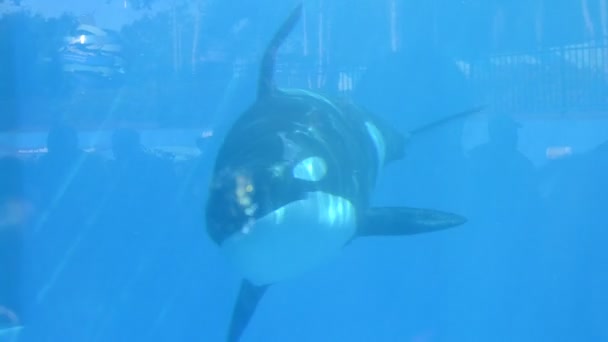 奥兰多海世界公园里的鲸鲨 — 图库视频影像