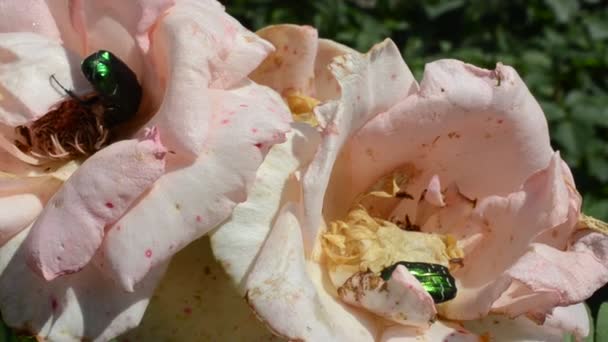 Bicho Una Rosa Macro Melolontha Hippocastani — Vídeos de Stock