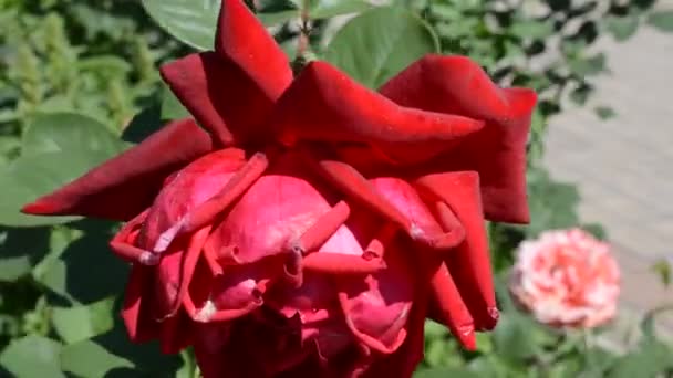 Ρόουζ Ηλιόλουστη Καλοκαιρινή Μέρα Φυσάει Τριαντάφυλλο Κάτω Από Δυνατό Άνεμο — Αρχείο Βίντεο