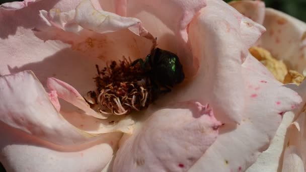 Insectos Numa Rosa Melolontha Hippocastani — Vídeo de Stock