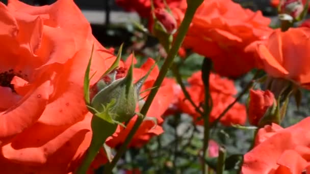 Conduite Par Caméra Dans Buisson Roses Roses Écarlates Parcelle Fine — Video