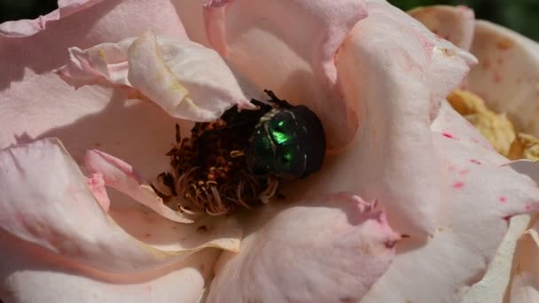 Melolontha Hippocastani Bugs Dans Une Rose — Video