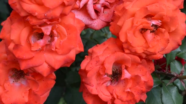 Brisa Fácil Balancea Rosas Rosas Escarlata Trama Fina — Vídeos de Stock