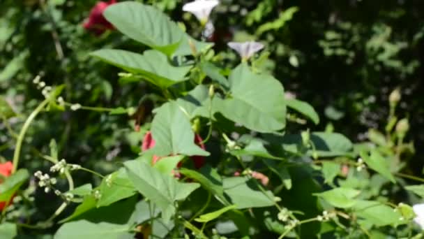 Hagebutten Schießen Mit Dirigieren Bush Aus Roten Rosen — Stockvideo