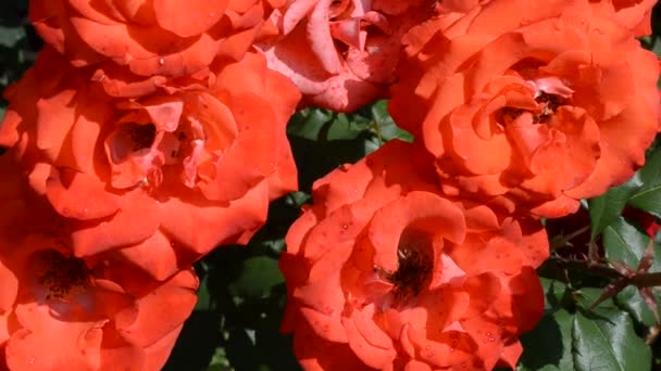 Lot Roses Shooting Conducting Bush Red Roses — Stock Video