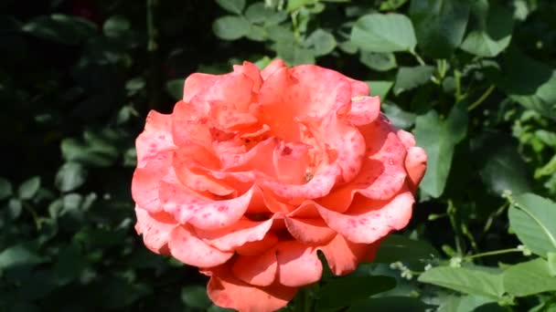 Rose Natuur Groene Struik Bladeren Rozen — Stockvideo