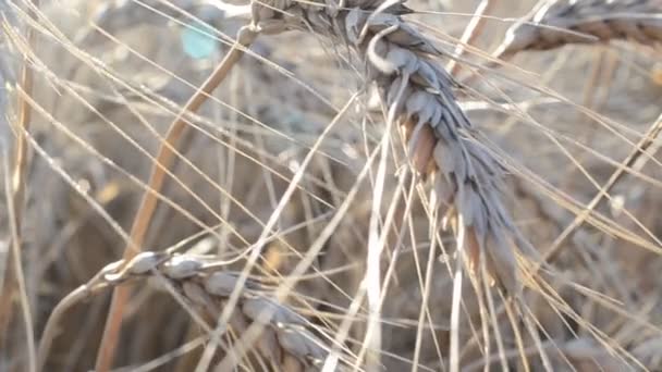 Weizen Sonnenlicht Makro Schöner Weizen Feld — Stockvideo