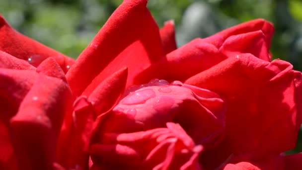 Arbusto Rosas Rojas Rosa Roja Macro Flor Roja Brillante Arbusto — Vídeos de Stock