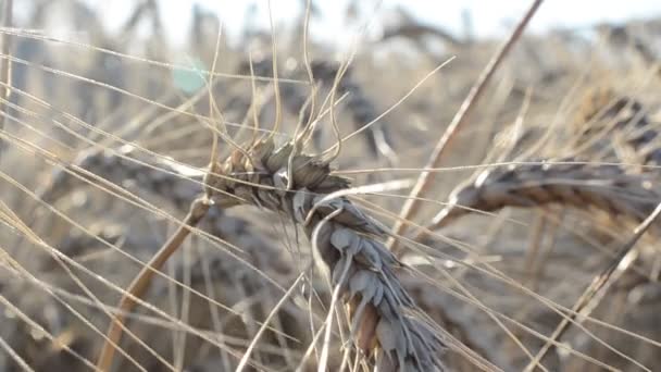 阳光下的小麦 — 图库视频影像
