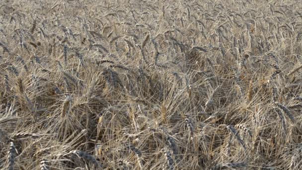 Пшеница Лучах Грядущего Солнца Пшеничное Поле Стрельба Летом — стоковое видео