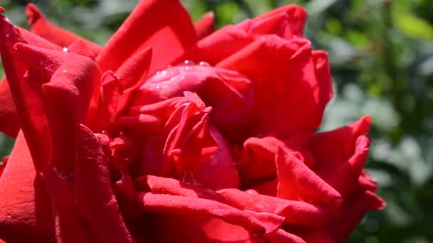 Κόκκινο Τριαντάφυλλο Μακροεντολή Σταγόνες Ένα Τριαντάφυλλο — Αρχείο Βίντεο