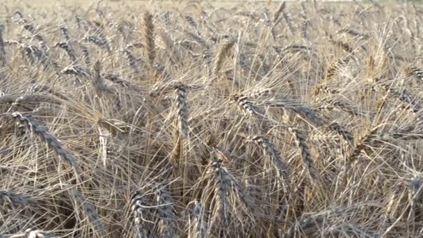 Tarwe Zonnestralen Tarwekegels Een Wind — Stockvideo