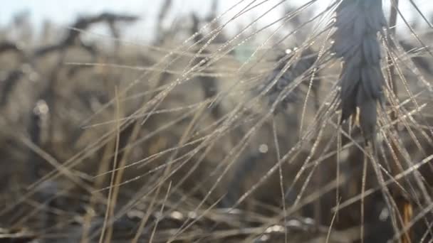 Tarwe Schieten Met Geleiding Macro Landbouwgronden Veld — Stockvideo