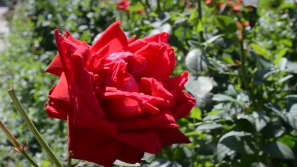 Rosa Roja Rosa Roja Arbustos Viento Pequeño — Vídeos de Stock