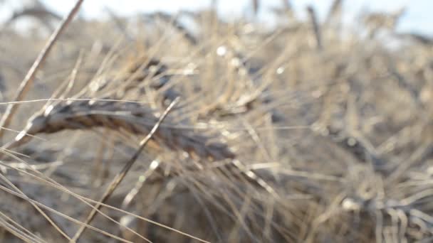 Weizen Gegen Die Sonne Makro Weizenzapfen Wind — Stockvideo