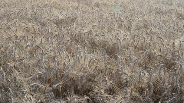 Пшеница Небольшой Ветер Степной Пейзаж — стоковое видео