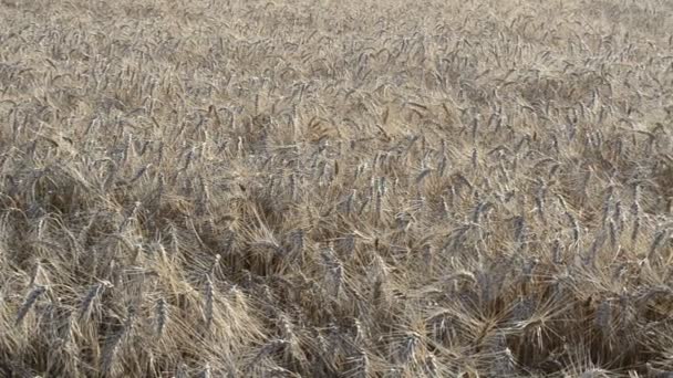 Пшеничная Стрельба Дирижированием Сельскохозяйственные Земли Поле — стоковое видео