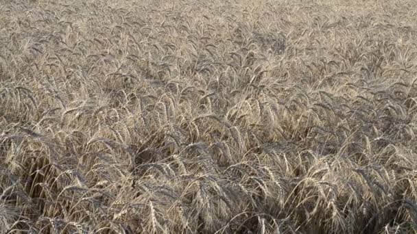 Пшеница Ветру Поле Съемки Июне Пшеница — стоковое видео