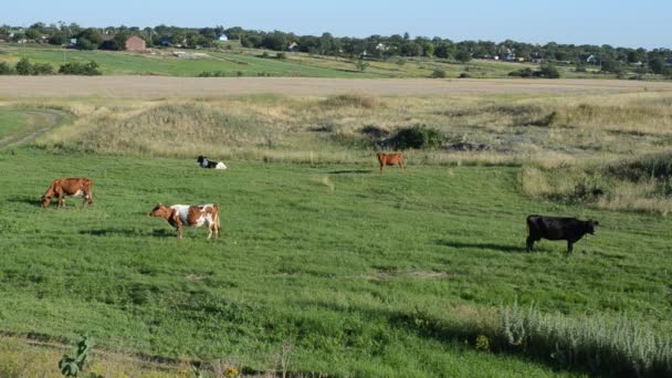 Paisagem Rural Vacas Vacas Pastam Uma Grama — Vídeo de Stock