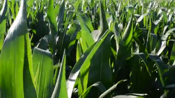 Тло Кукурудзяного Листя Поле Соняшників Літо — стокове відео