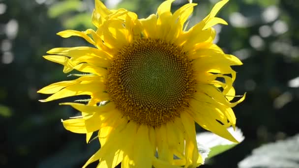 Girasol Contra Campo Campo Girasoles Verano — Vídeos de Stock