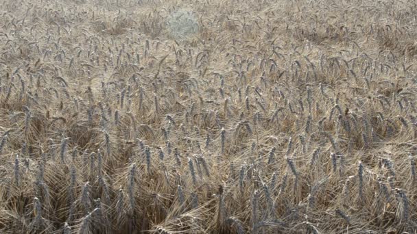 Mooie Tarwe Veld Achtergrond Van Een Tarweveld Tegen Zon — Stockvideo