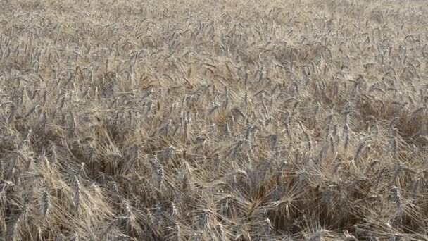 Пшениця Стріляє Проти Сонця Рух Пшениці Під Вітром — стокове відео