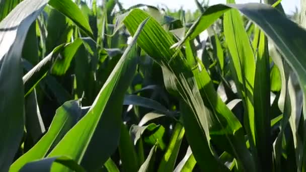 Kukuřičné Pole Slabý Vítr Pole Mladé Kukuřice Opadavé Pozadí — Stock video