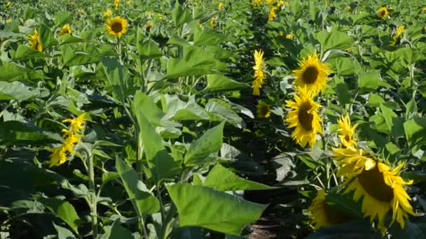 Sonnenblumen Auf Dem Feld Das Feld Aus Sonnenblumen Besteht Aus — Stockvideo