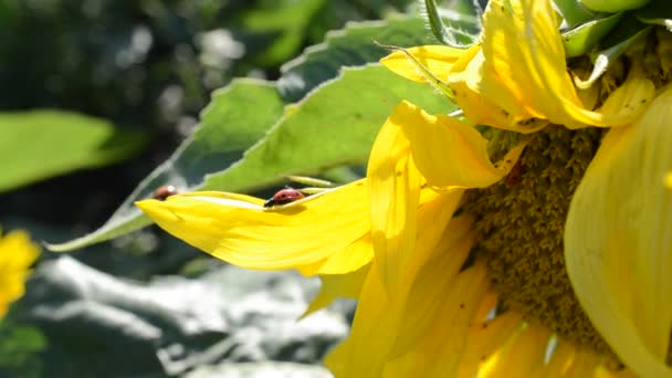 Mariquita Girasol Pétalos Amarillos Girasol Mariquita — Vídeo de stock