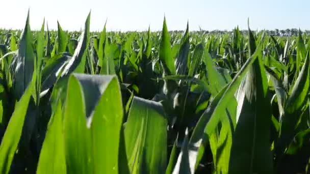 Кукуруза Уходит Небо Кукурузное Поле Стрельба Июне — стоковое видео