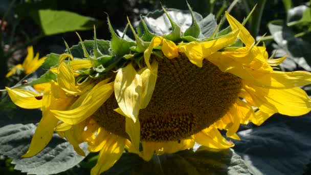 Sonnenblume Makroschießen Sonnenblumenfeld — Stockvideo