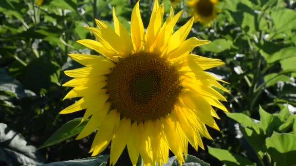 Tournesol tirant contre le soleil. Champ de tournesols, été 