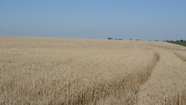 Weg Een Tarweveld Naar Een Tractor Tarwe Tegen Lucht — Stockvideo