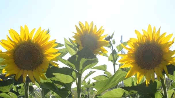 Tre Solrosor Mot Himlen Solrosfält Sommar — Stockvideo