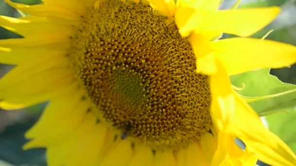 Sonnenblume Auf Dem Feld Biene Einer Sonnenblume — Stockvideo