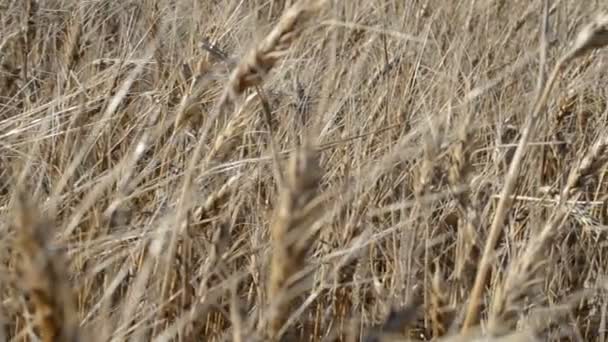 Пшеница Макро Стрельба Сельскохозяйственные Земли Поле — стоковое видео