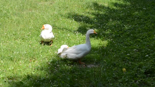 Packung Gänse Spaziergang Hof — Stockvideo